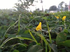 herbe dans le jardin. photo