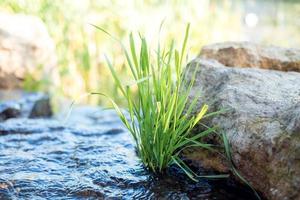 vert herbe fermer sur printemps l'eau photo