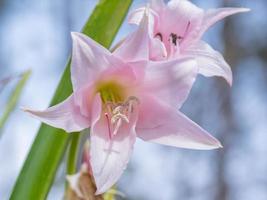 doux rose crinum fleurit contre une bleu ciel. photo