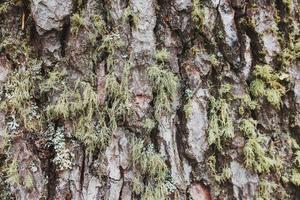 texture de une arbre écorce avec vert mousse comme une barbe. fermer comme une Contexte dans plein écran photo