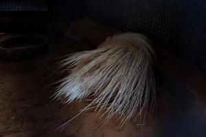 sélectif concentrer de une en train de dormir Javanais blanc hérisson dans ses foncé cage. photo