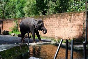 sélectif concentrer de sumatran éléphants qui sont relaxant dans leur des cages dans le après-midi. photo