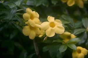 groupe de allamanda fleurs. alamanda ou allamanda est un ornemental plante connu comme alamanda fleur et est aussi connu comme d'or trompette fleur, Jaune cloche fleur, ou renoncule fleur. photo