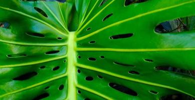 vert feuilles de plante monstera grandit dans sauvage escalade arbre jungle, forêt tropicale les plantes à feuilles persistantes vignes des buissons. photo