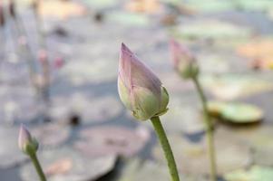 lotus étang dans le jardin avec flou Contexte photo