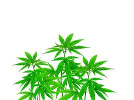 cannabis les plantes cette pouvez être séparé sur le blanc Contexte photo