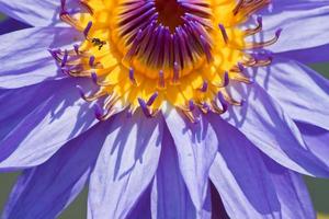 lotus fleur, eau lis photo