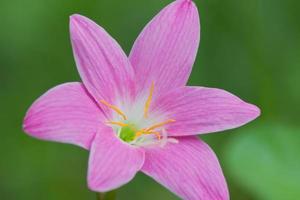 lotus fleur, eau lis photo