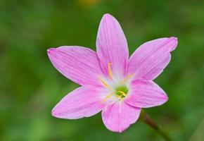 lotus fleur, eau lis photo