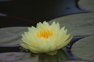 lotus fleur, eau lis photo