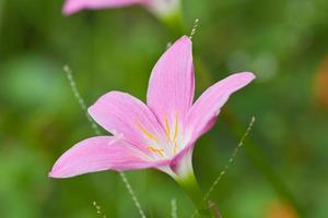 lotus fleur, eau lis photo