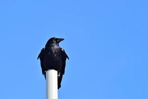 une noir corbeau séance sur une blanc pôle photo