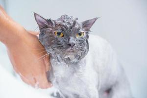 chat en colère dans la baignoire photo