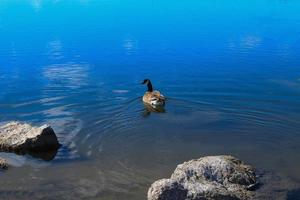 beau canard canadien photo