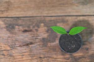 plante en pot sur table en bois photo