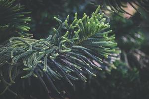 Feuilles d'aiguille de pin de l'île de Norfolk photo
