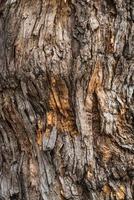 Texture d'écorce d'un arbre de la pagode photo