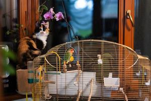 chat regards à le perroquet. minou contre l'amour oiseau. photo