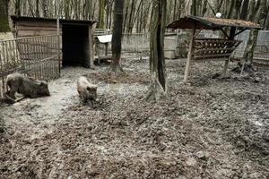 sale sanglier sauvage les cochons dans le boue. photo