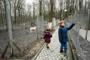 des gamins en marchant dans une caresse zoo cultiver. photo