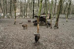 Montagne mouton RAM dans une caresse zoo cultiver. photo