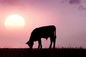 veau silhouette dans le Prairie avec le coucher du soleil Contexte photo