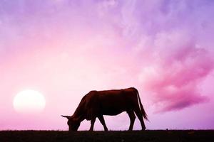 veau silhouette dans le Prairie avec le coucher du soleil Contexte photo