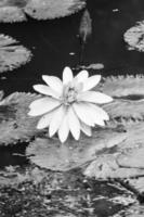 l'eau lis lotus dans le jardin photo