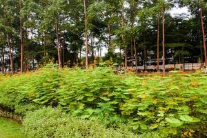 jardin avec incroyable les plantes et fleurs. paysages dans le Publique parc en dessous de une nuageux ciel photo