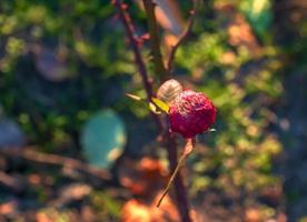 sec rose musquée fruit sur une branche fermer. rose musquée est largement utilisé dans médical entraine toi. Latin Nom Rosa l. le des fruits sont foncé rouge et mûr. photo
