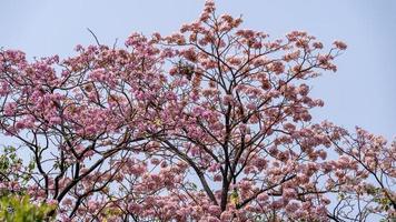 rose trompette arbre ou tabébuia rosea épanouissement dans le jardin photo