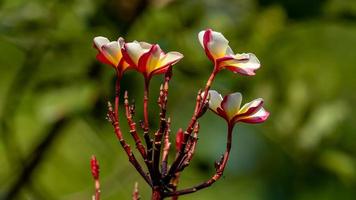 frangipanier, plumeria, temple arbre, cimetière arbre épanouissement sur arbre photo