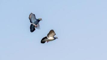 pigeon volant dans le ciel bleu photo