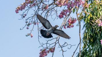 pigeon volant dans le ciel bleu photo