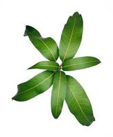 mangue feuilles sur blanc Contexte photo