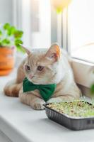 une magnifique pêche chat avec une vert papillon arc autour le sien cou mensonges sur le fenêtre près le germé herbe pour animaux. printemps vacances st. patrick's journée et animaux domestiques photo