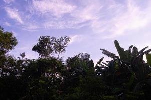 silhouette de des arbres contre une clair ciel pendant le journée photo