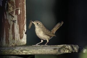 une maison roitelet apporte un insecte pour ses Jeune dans une nichoir. photo