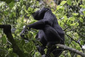 une chimpanzé dans une arbre dans murchison chutes nationale réserve. photo