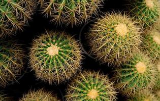 Haut vue de vert cactus arbre. désert plante. cactus succulent les plantes. vert cactus dans jardin. tranchant d'or épine sur cactus plante. tige succulent avec épines. rond forme cactus pour décoration jardin. photo