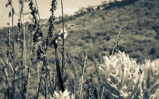 cap sugarbird assis sur des plantes fleurs, kirstenbosch. photo