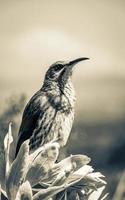 cap sugarbird assis sur des plantes fleurs, jardin botanique national de kirstenbosch. photo