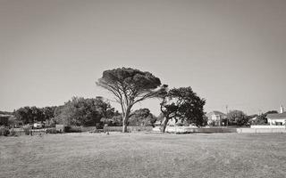 arbre africain géant dans le parc, le cap, afrique du sud. photo