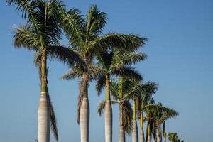 rangée de palmiers photo