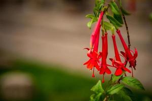 le cantuta est le nationale fleur de Pérou photo