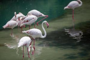 une troupeau de blanc flamants roses photo