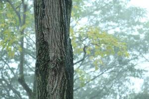 pluvieux journée sur forêt branches arbre, photo