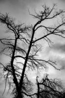 noir et blanc image de une nu arbre pendant le le coucher du soleil. photo