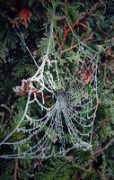 araignée la toile couvert avec givre et rosée dans l'automne photo