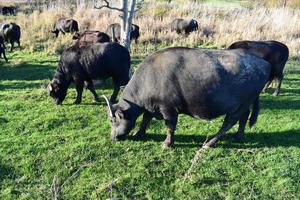 buffle troupeau tandis que en mangeant herbe photo